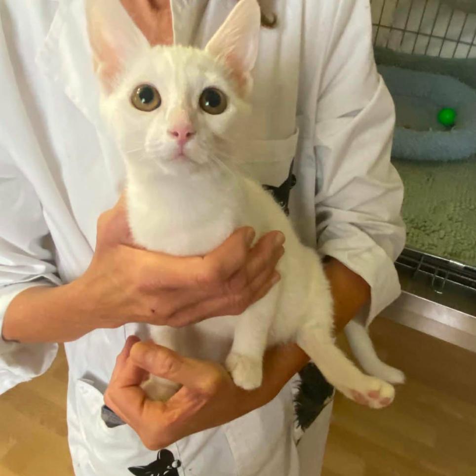 Photo de Tofu